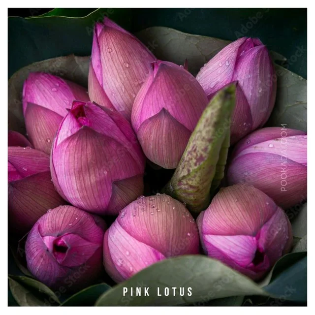 lotus flowers