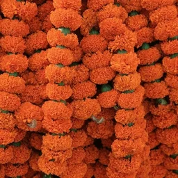 Orange Marigold String Bunch - 5 Feet