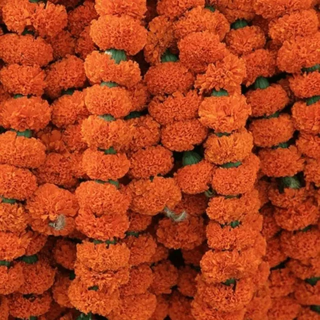 Orange Marigold String Bunch - 5 Feet
