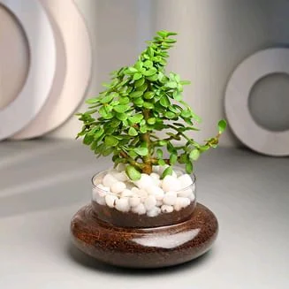 Jade Plant With Glass Pot