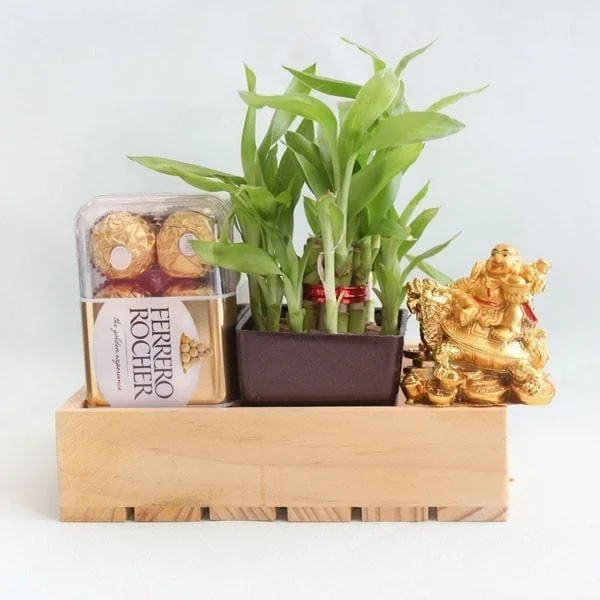 lucky bamboo and chocolate hampers