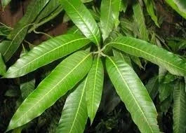 mango leafs