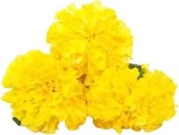 yellow flowers 250-500gm