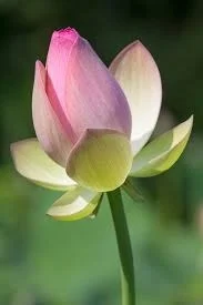 lotus flowers