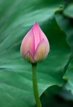 lotus flowers