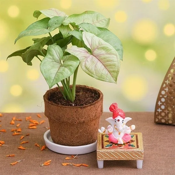 syngonium plant with god ganesh 