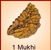 1-Mukhi Rudraksh