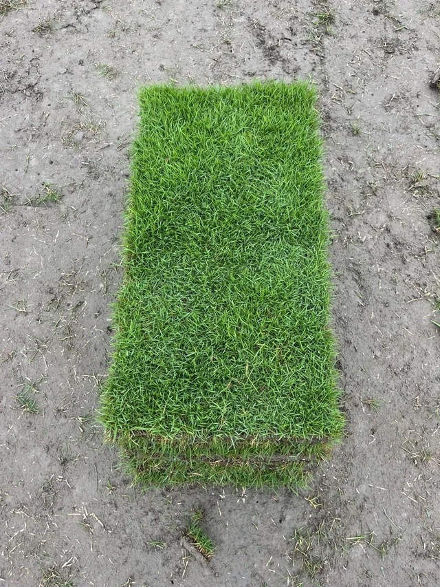 Garden Lawn Grass real life view 1