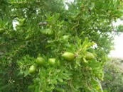 Argan Oil - 15 ml