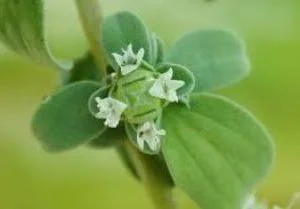 Marjoram Essential Oil - 15 ml