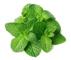 Pudina Essential Oil - 15 ml, Chetta