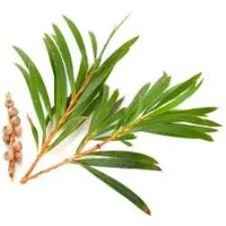 TeaTree Oil - India - 15 ml