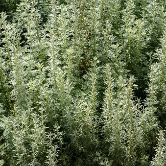 Artemisia Alba Oil