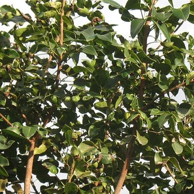 Amyris Essential Oil