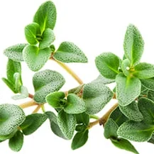 Thyme Essential Oil - 15 ml