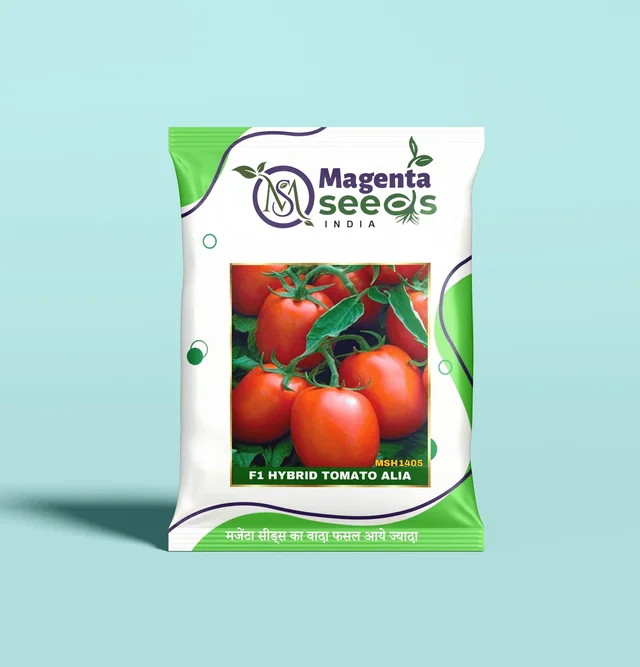 Magenta Seeds ALIA-Hybrid Tomato Seeds - 10 Gram