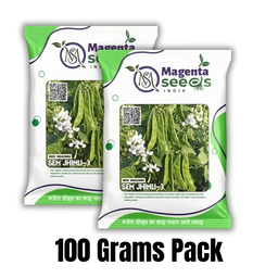 Magenta Seeds Desi Dolichos Seeds SEM 3 JHIMLI-3 - 100 Grams