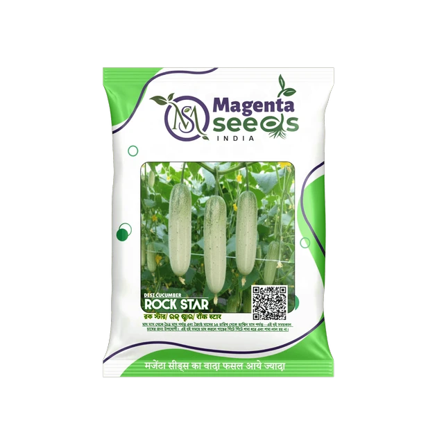Rockstar  IMP  Cucumber Seeds – High Yield, Early Maturity, Disease Resistant 