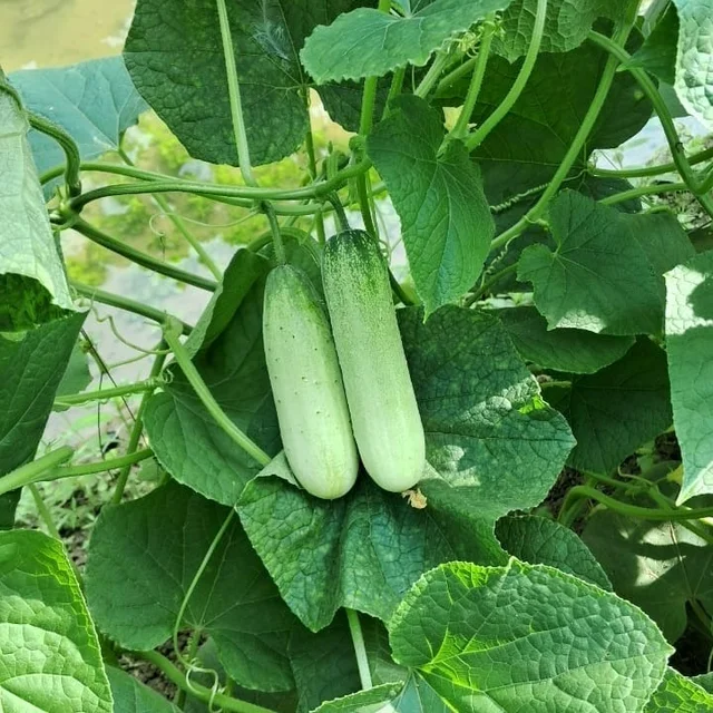 BULLET - DESI KHIRA _CUCUMBER SEEDS