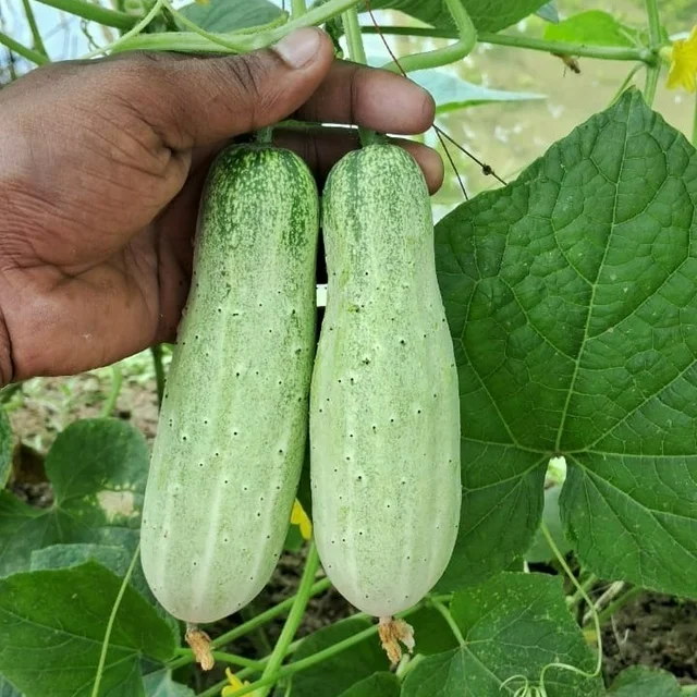 BAISAKHI - White Desi Cucumber Seeds
