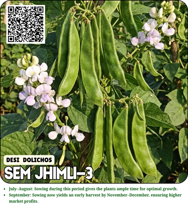 Magenta Seeds Desi Dolichos Seeds SEM 3 JHIMLI-3 - 100 Grams