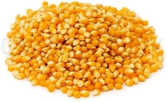 Maize | மக்காச்சோளம்