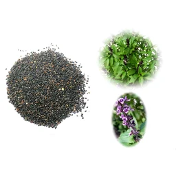 Tulsi Beaj