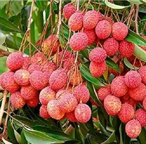 SweetDrop Litchi “FPO-Based | Direct from Farmers | Fresh & Natural 🍒” Litchi In Bulk - 5 ton