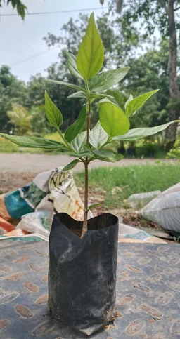 Harsingar Plant/Pariat Plant