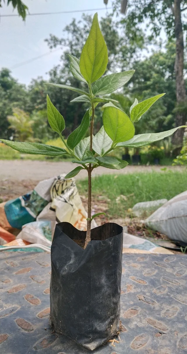 Harsingar Plant/Pariat Plant