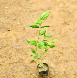 Harsingar Plant/Pariat Plant