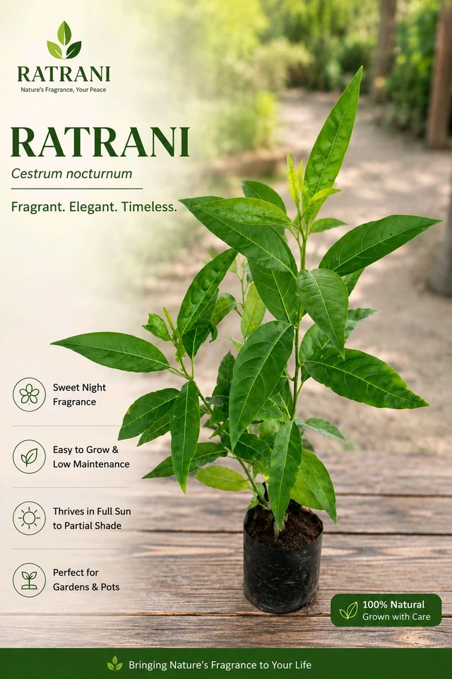 Ratrani Plant