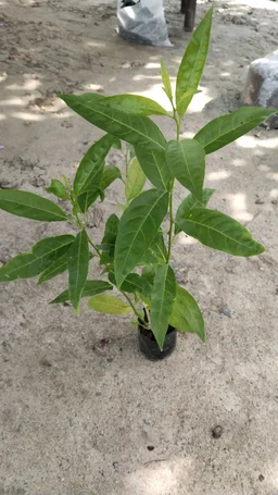 Ratrani Plant