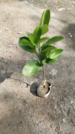 Hing Plant