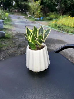 Snake Plant With Ceramic Pot