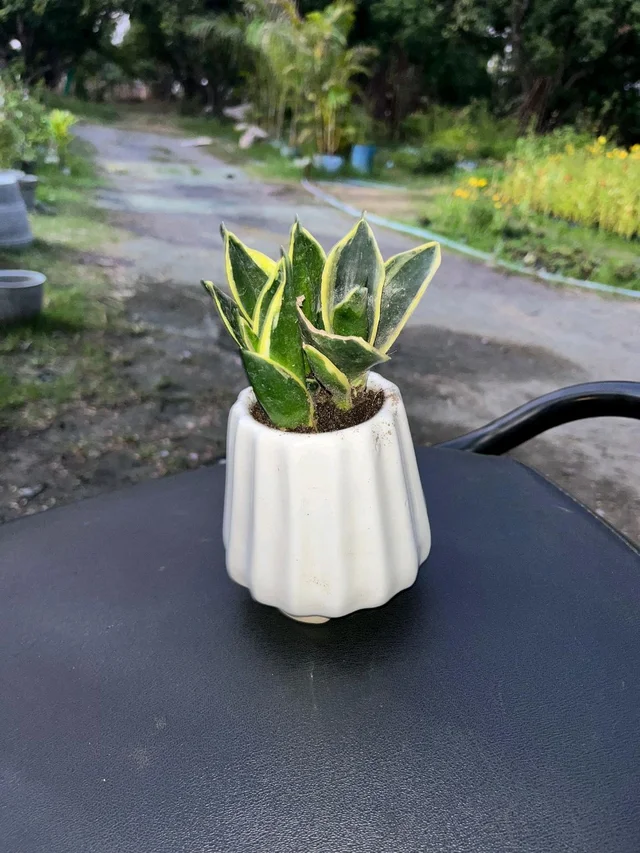 Snake Plant With Ceramic Pot