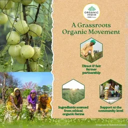 ORGANIC INDIA Tulsi Green Tea Jasmine - Organic - 25Bags