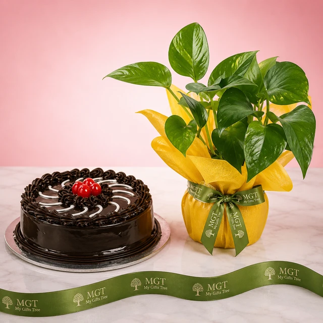 My Gifts Tree Truffle Cake & Money Plant Combo - 500 GM