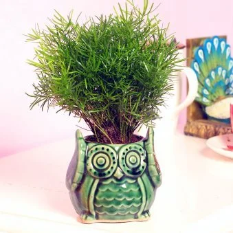 My Gifts Tree Air Purify Plant in Owlshaped