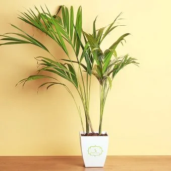 My Gifts Tree Areca Palm Plant