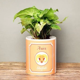 My Gifts Tree Aries Greenish Syngonium Plant