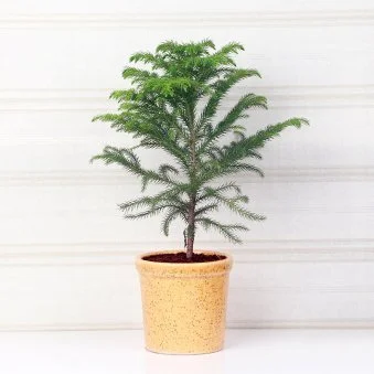 My Gifts Tree Auracaria Plant in Beige Vase