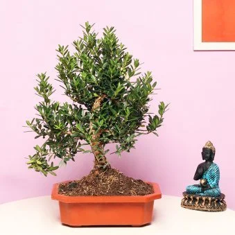 My Gifts Tree Beautiful Bonsai Plant