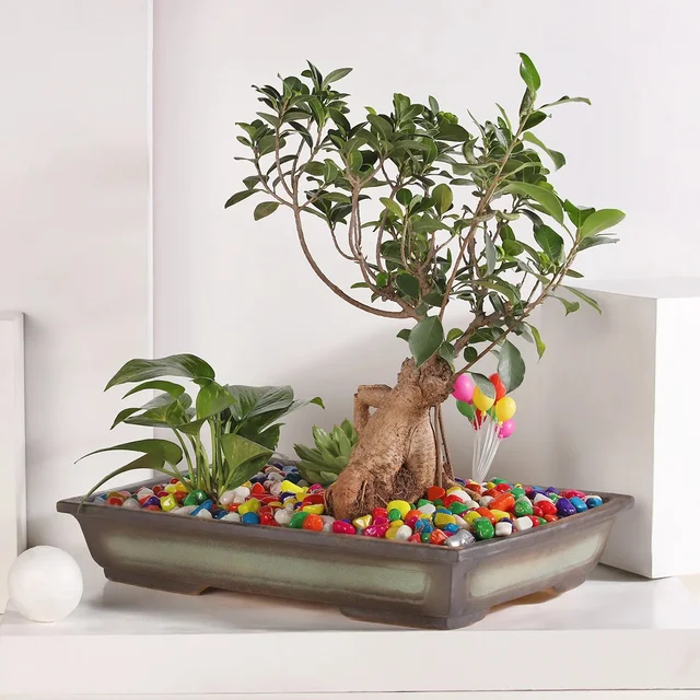 My Gifts Tree Bonsai and Money Plant Harmony