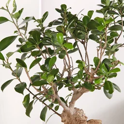 My Gifts Tree Bonsai and Money Plant Harmony