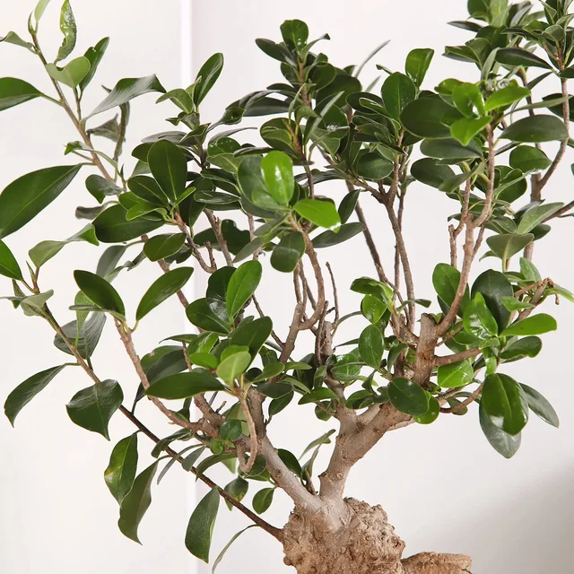 My Gifts Tree Bonsai and Money Plant Harmony