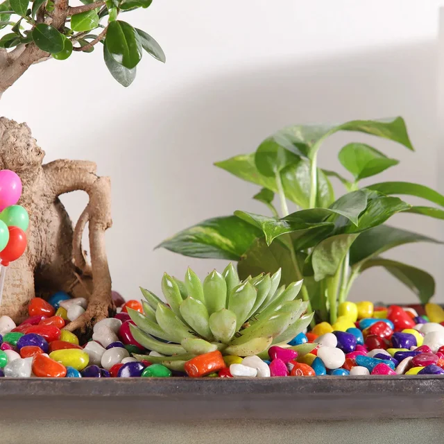 My Gifts Tree Bonsai and Money Plant Harmony
