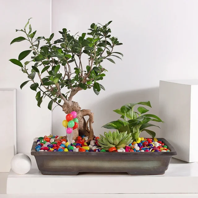 My Gifts Tree Bonsai and Money Plant Harmony