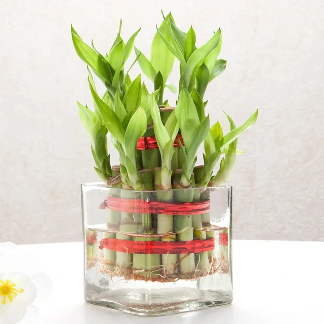 My Gifts Tree Bringing Good Lucky to Layer Bamboo Plant