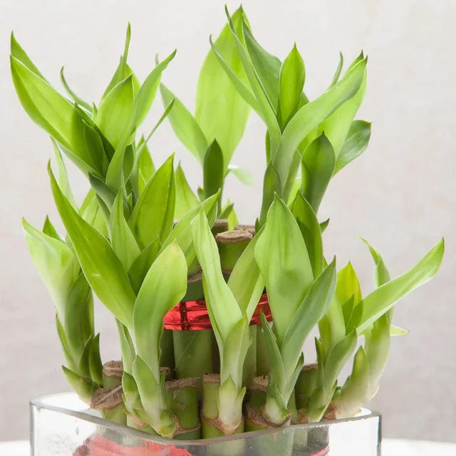 My Gifts Tree Bringing Good Lucky to Layer Bamboo Plant